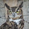 horned owl - A Higher Way -  The Love Foundation