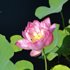 Love for Love's Sake - lotus-blossom-us-bontanical-garden