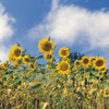 sunflowers - Encourage Love - The Love Foundation