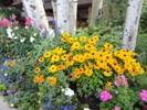 flowers in vail, colorado