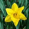 yellow daffodil