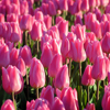 pink tulips